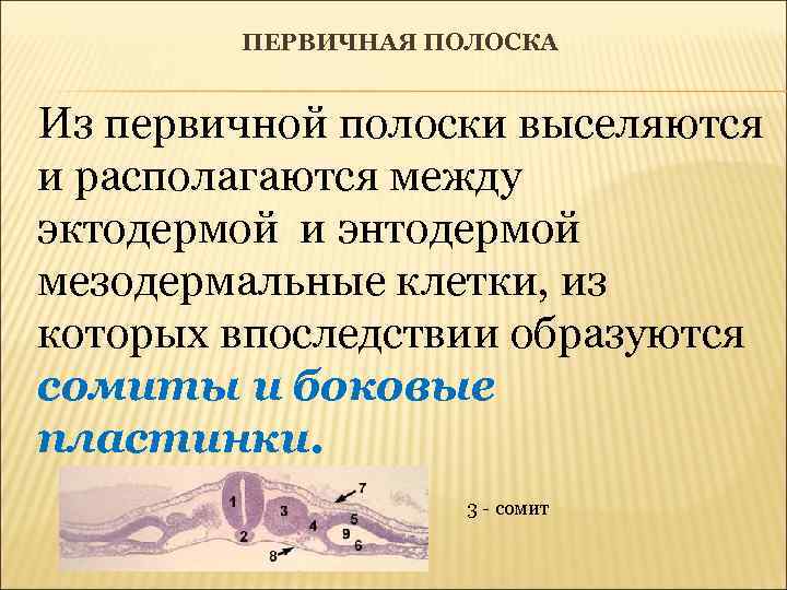 ПЕРВИЧНАЯ ПОЛОСКА Из первичной полоски выселяются и располагаются между эктодермой и энтодермой мезодермальные клетки,