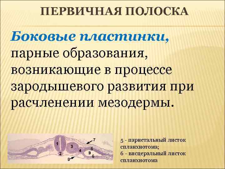 ПЕРВИЧНАЯ ПОЛОСКА Боковые пластинки, парные образования, возникающие в процессе зародышевого развития при расчленении мезодермы.