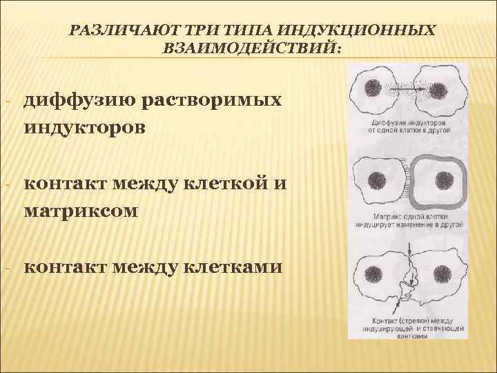 РАЗЛИЧАЮТ ТРИ ТИПА ИНДУКЦИОННЫХ ВЗАИМОДЕЙСТВИЙ: - диффузию растворимых индукторов - контакт между клеткой и