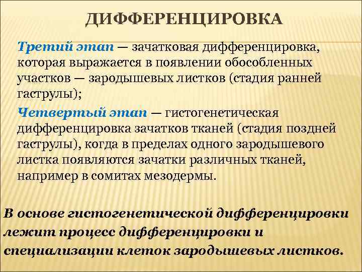 ДИФФЕРЕНЦИРОВКА Третий этап — зачатковая дифференцировка, которая выражается в появлении обособленных участков — зародышевых