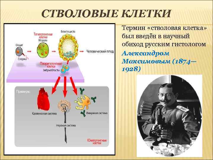 СТВОЛОВЫЕ КЛЕТКИ Термин «стволовая клетка» был введён в научный обиход русским гистологом Александром Максимовым