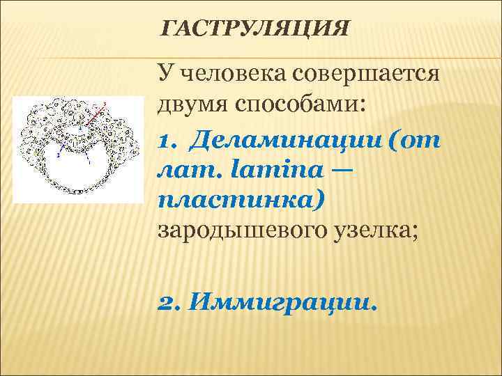 ГАСТРУЛЯЦИЯ У человека совершается двумя способами: 1. Деламинации (от лат. lamina — пластинка) зародышевого