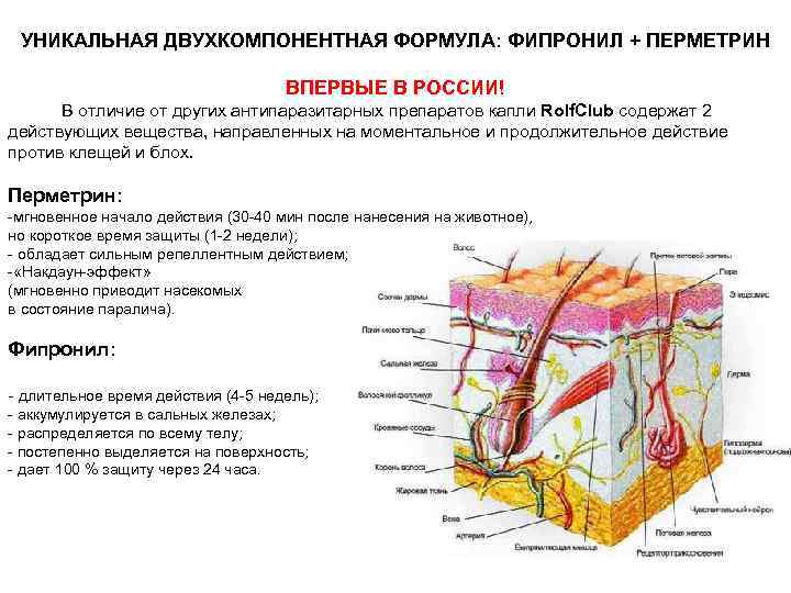 УНИКАЛЬНАЯ ДВУХКОМПОНЕНТНАЯ ФОРМУЛА: ФИПРОНИЛ + ПЕРМЕТРИН ВПЕРВЫЕ В РОССИИ! В отличие от других антипаразитарных
