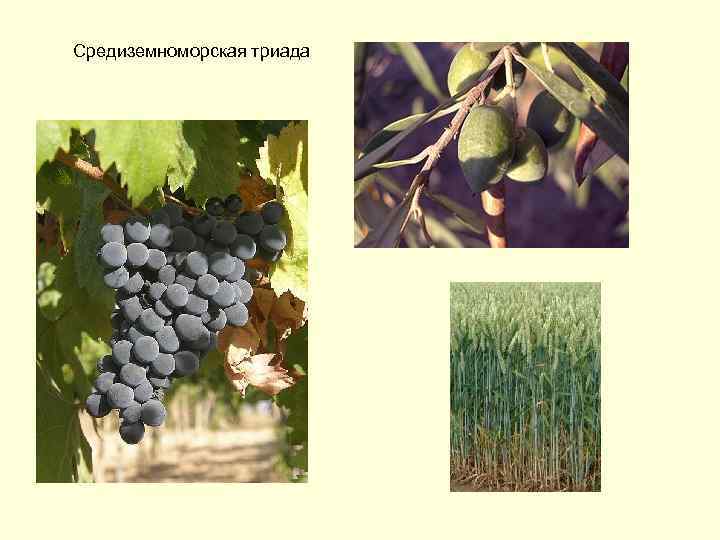 Средиземноморская триада 