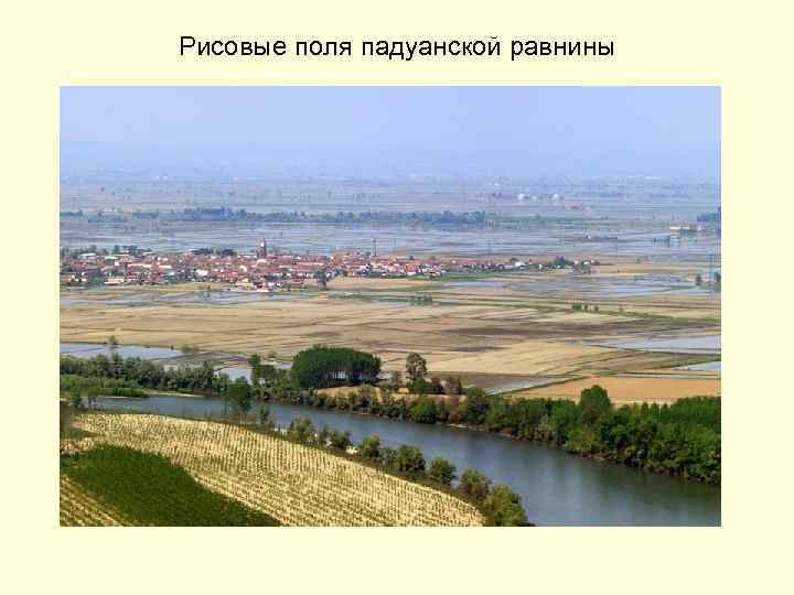 Рисовые поля падуанской равнины 
