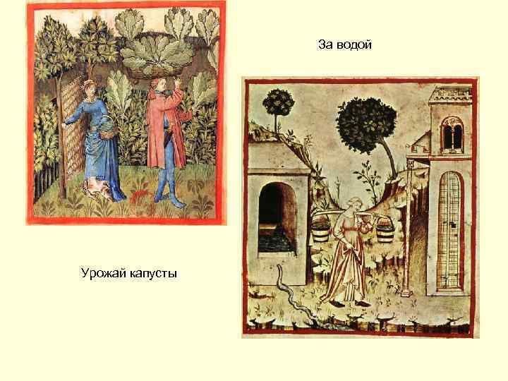 За водой Урожай капусты 