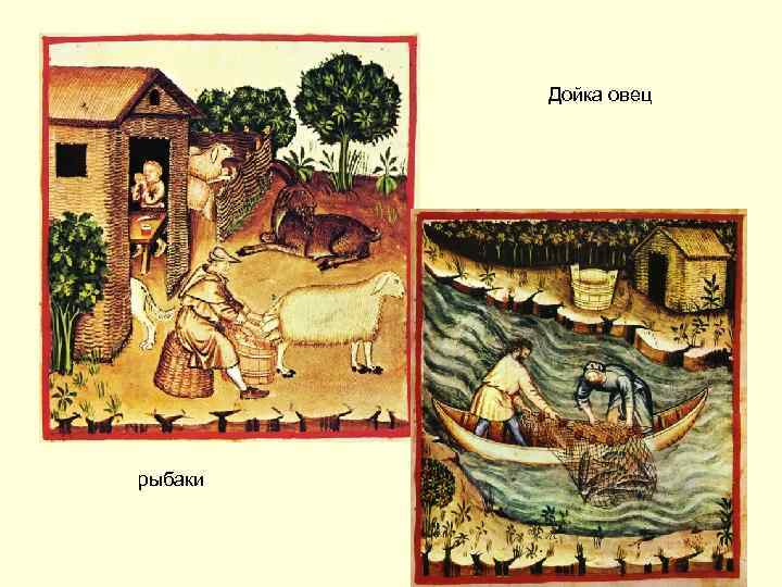 Дойка овец рыбаки 