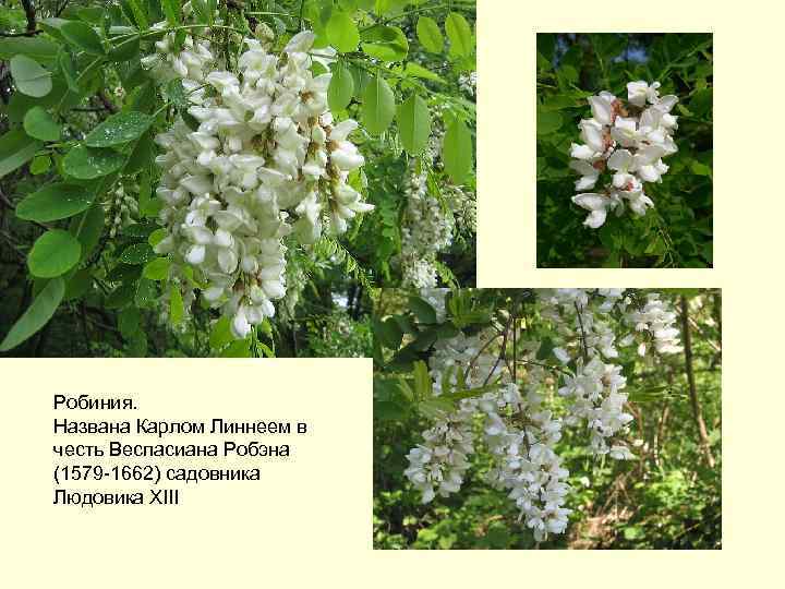 Робиния. Названа Карлом Линнеем в честь Веспасиана Робэна (1579 -1662) садовника Людовика XIII 