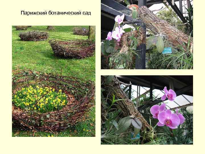 Парижский ботанический сад 