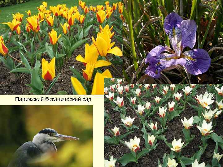 Парижский ботанический сад 