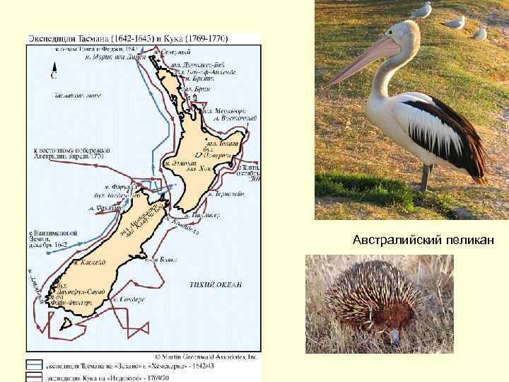 Австралийский пеликан 