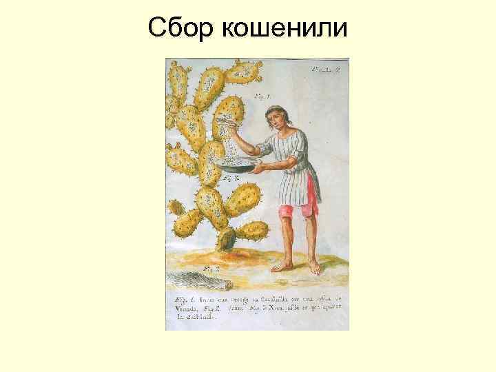Сбор кошенили 