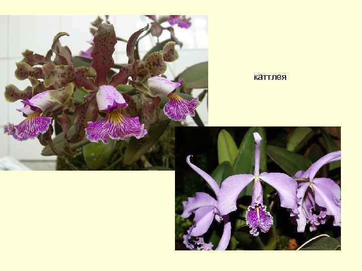 каттлея 