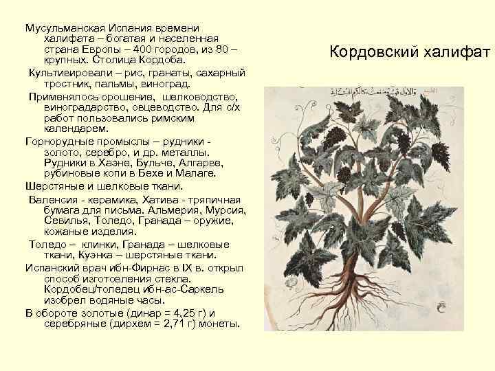 Мусульманская Испания времени халифата – богатая и населенная страна Европы – 400 городов, из