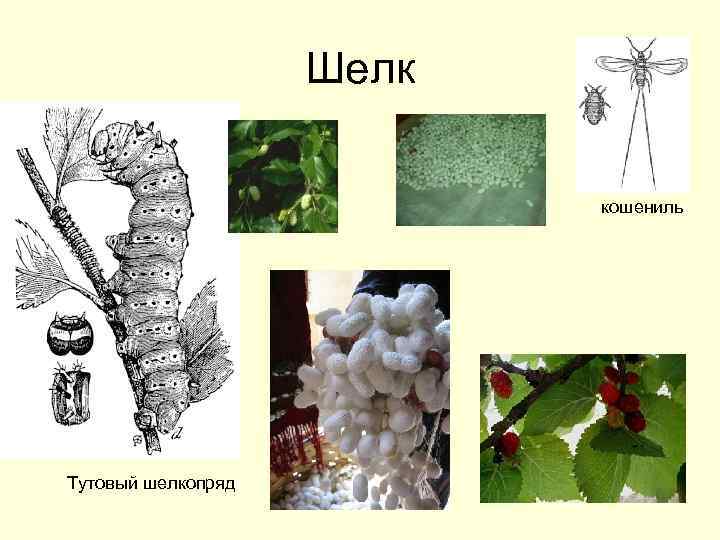 Шелк кошениль Тутовый шелкопряд 