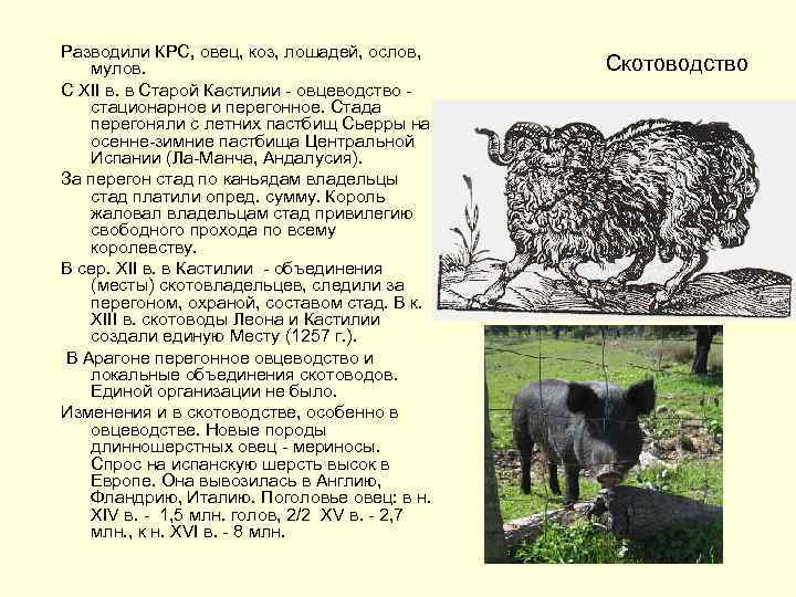 Разводили КРС, овец, коз, лошадей, ослов, мулов. С XII в. в Старой Кастилии -