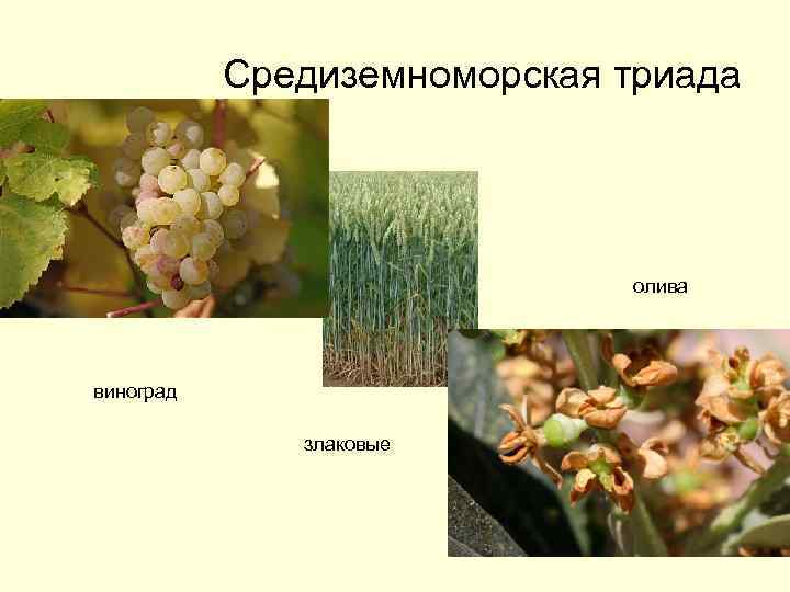 Средиземноморская триада олива виноград злаковые 