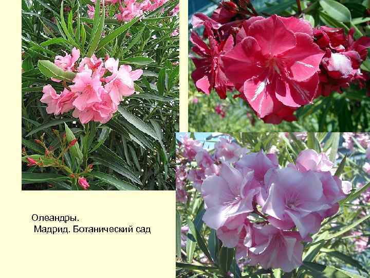 Олеандры. Мадрид. Ботанический сад 
