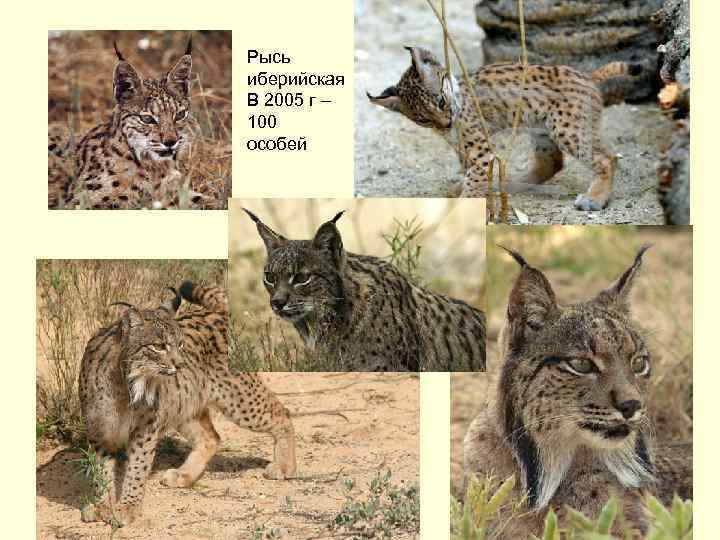 Рысь иберийская В 2005 г – 100 особей 