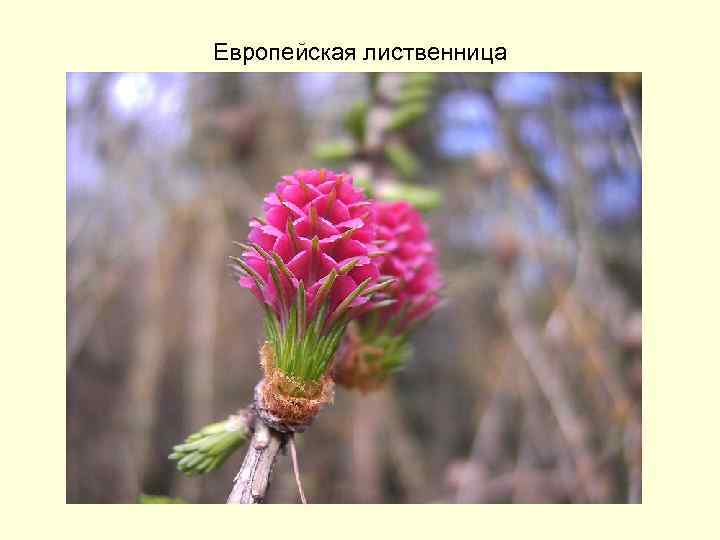 Европейская лиственница 