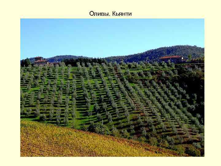 Оливы. Кьянти 