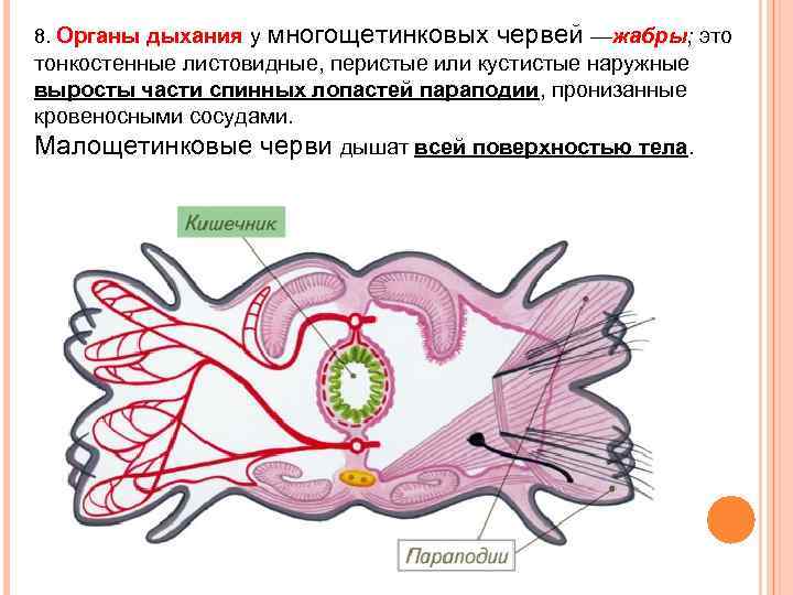 Органы выделения органы дыхания. Дыхательная система полихет. Многощетинковые дыхательная система. Дыхательная система многощетинковых червей. Органы дыхания многощетинковых червей.