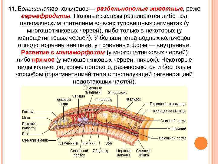 11. Большинство кольчецов— раздельнополые животные, реже гермафродиты. Половые железы развиваются либо под целомическим эпителием