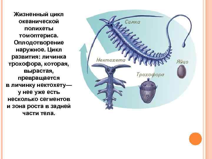 Развитие дождевого червя прямое или с метаморфозом. Размножение многощетинковых червей схема. Многощетинковые кольчатые черви жизненный цикл. Цикл развития многощетинковых. Цикл развития кольчатых червей.