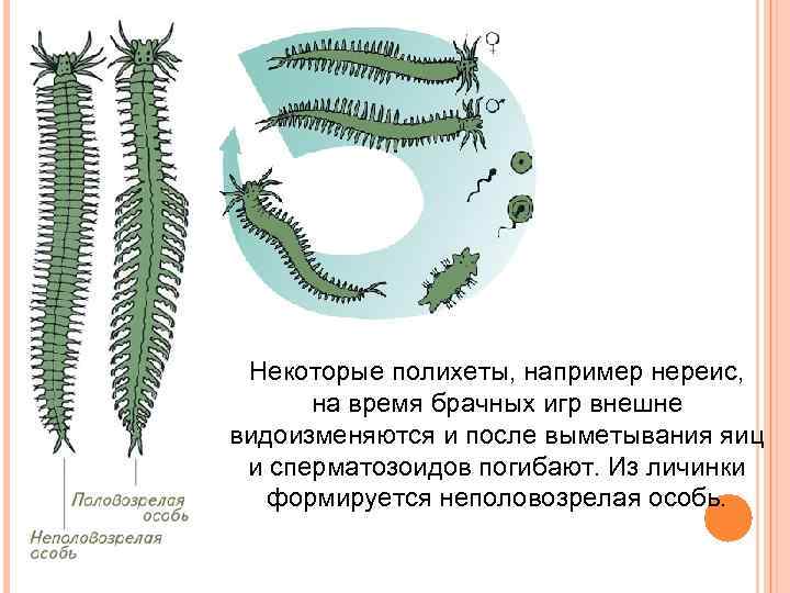 Некоторые полихеты, например нереис, на время брачных игр внешне видоизменяются и после выметывания яиц