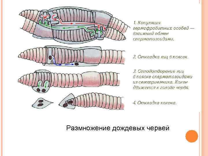 Строение кольчатого червя рисунок