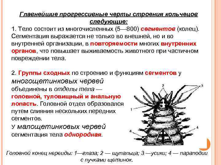 Прогрессивные черты строения