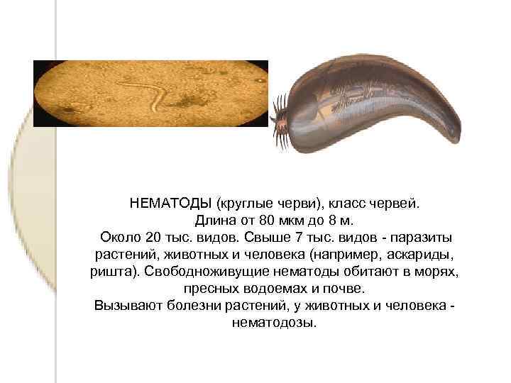 НЕМАТОДЫ (круглые черви), класс червей. Длина от 80 мкм до 8 м. Около 20
