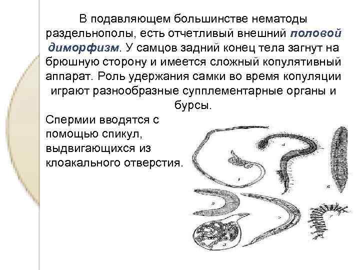 В подавляющем большинстве нематоды раздельнополы, есть отчетливый внешний половой диморфизм. У самцов задний конец