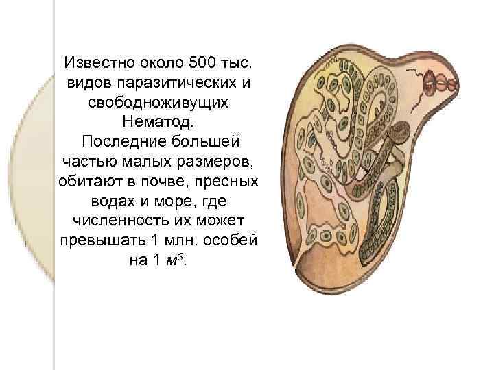 Известно около 500 тыс. видов паразитических и свободноживущих Нематод. Последние большей частью малых размеров,