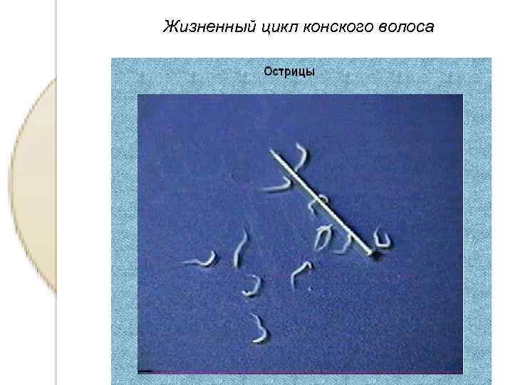 Жизненный цикл конского волоса 