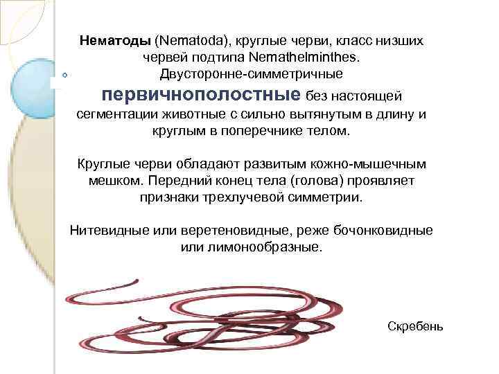 Нематоды (Nematoda), круглые черви, класс низших червей подтипа Nemathelminthes. Двусторонне-симметричные первичнополостные без настоящей сегментации
