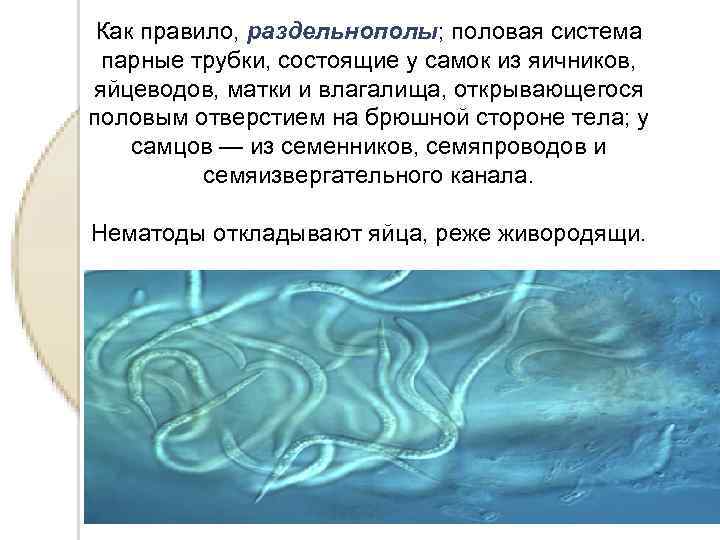 Как правило, раздельнополы; половая система парные трубки, состоящие у самок из яичников, яйцеводов, матки