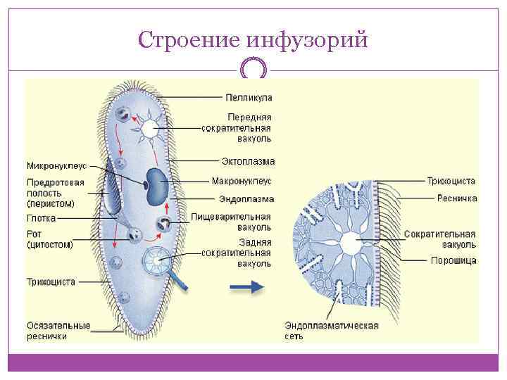 Строение инфузорий 