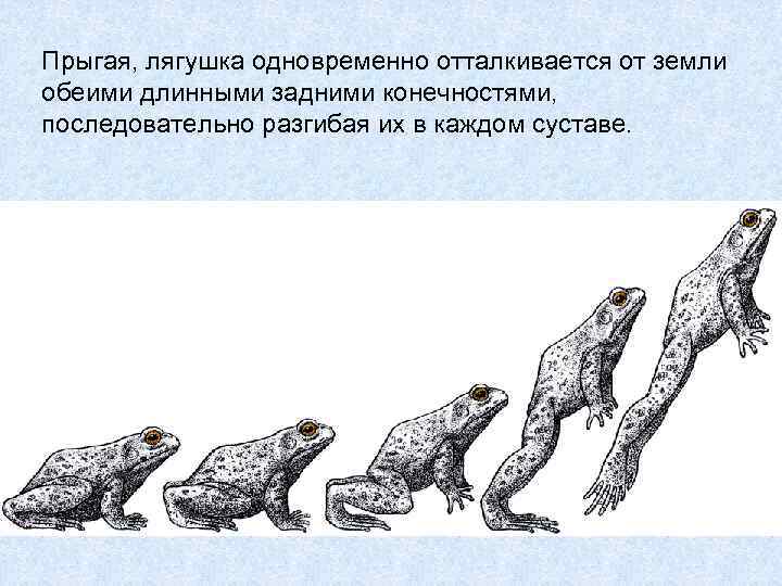 По схеме объясните медленное движение лягушки вперед по твердой поверхности левая передняя лапка