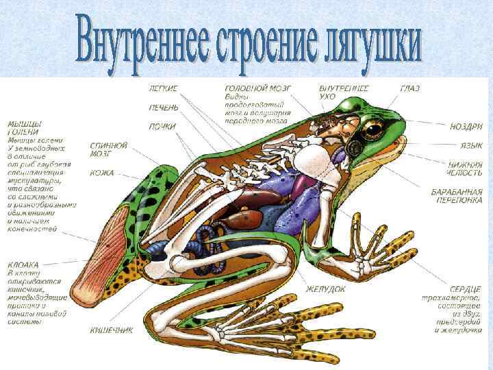 Картинки земноводных животных с названиями