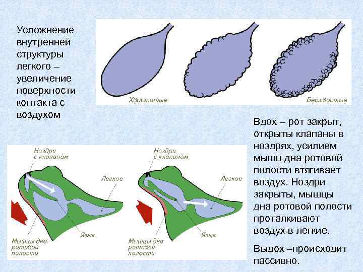Усложнение внутренней структуры легкого – увеличение поверхности контакта с воздухом Вдох – рот закрыт,