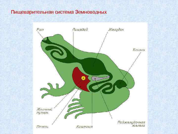 Пищеварительная система Земноводных 