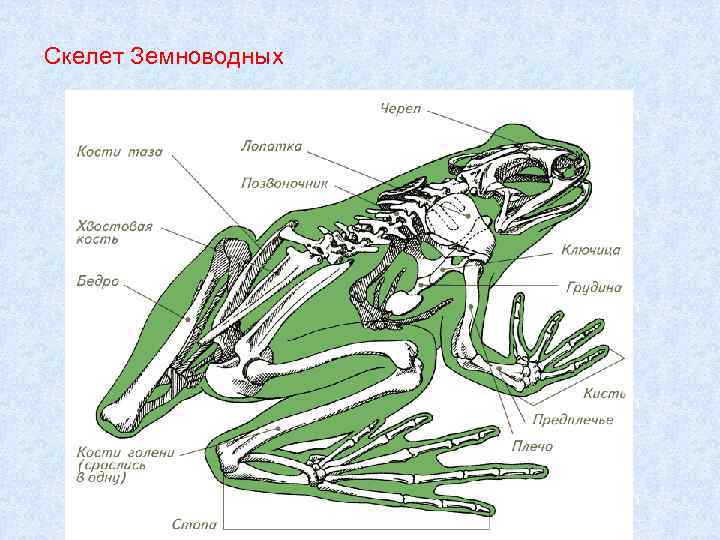 Строение земноводных. Схема скелета земноводных 7 класс. Скелет земноводных биология 7 класс. Скелет головы амфибий. Скелет земноводных схема биология 7 класс.