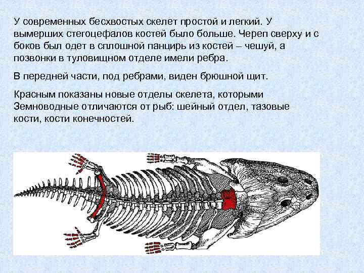 На рисунке изображены скелет и реконструкция сеймурии вымершего животного