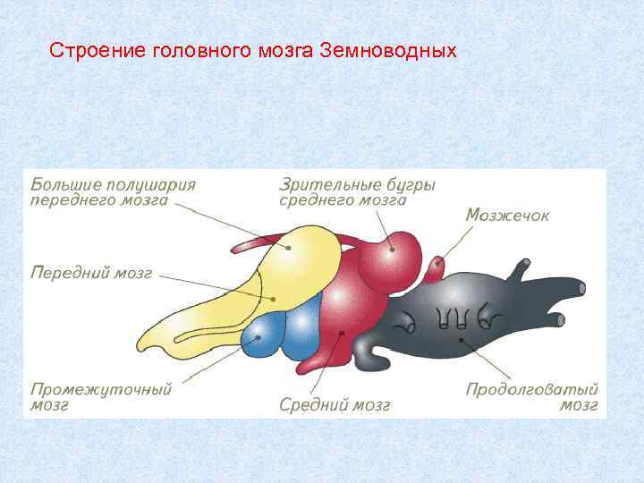 Особенности строения мозга рыбы. Строение головного мозга земноводных. Схема строения головного мозга земноводных. Отделы головного мозга амфибий. Спинной мозг земноводных строение.