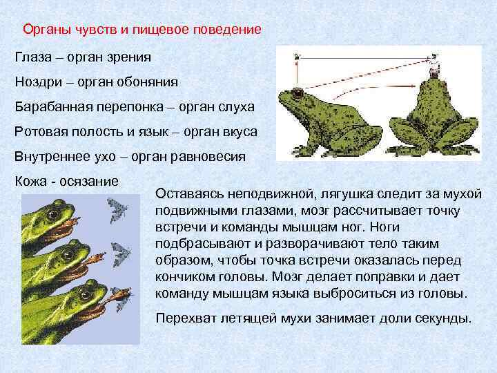 Органы чувств и пищевое поведение Глаза – орган зрения Ноздри – орган обоняния Барабанная