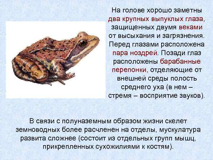 На голове хорошо заметны два крупных выпуклых глаза, защищенных двумя веками от высыхания и