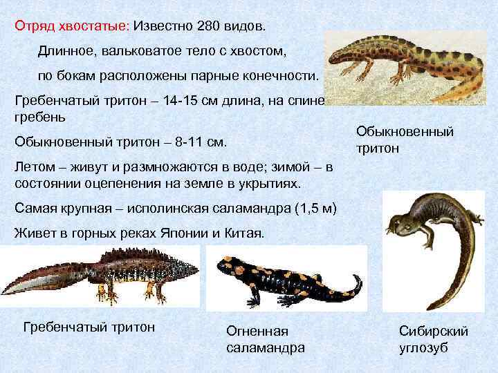 Какой тип питания характерен для гребенчатого тритона изображенного на рисунке