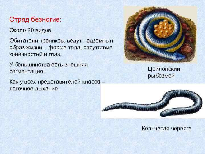 Внешнее строение безногих. Цейлонский рыбозмей безногие. Отряд безногие Рыбозмеи. Цейлонский рыбозмей строение. Отряд безногие образ жизни.