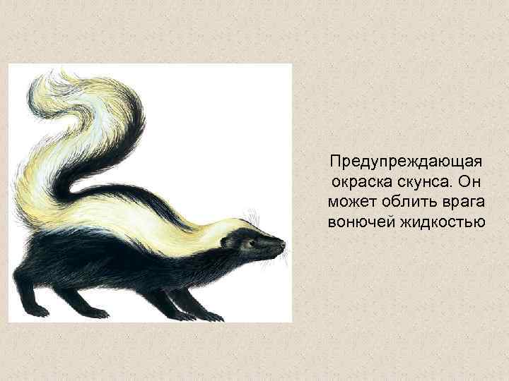 Предупреждающая окраска скунса. Он может облить врага вонючей жидкостью 